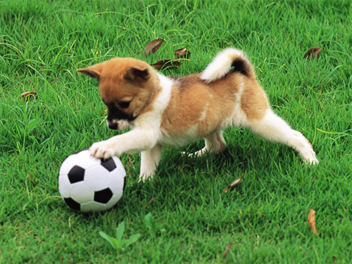 12/3eced0307ade862c301af9b35f7c1444c1c791/playful-puppy-outdoor-puzzle.jpg