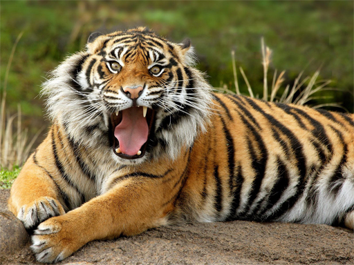 12/9e471532dc14430e0944c81b8b064cfa1d3d09/animals-jigsaw-puzzle-tiger.jpg