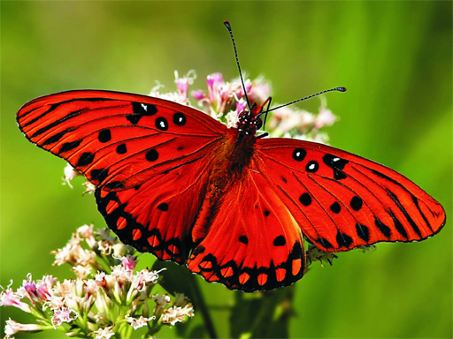 12/ac1116fb4666011c0944e5dfb9e622a9e79115/nature-jigsaw-puzzle-butterfly.jpg