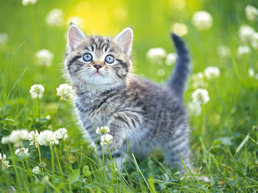 13/3c0ec542a998a58bd0681e1e9340e2fa098c4c/kittens-jigsaw.jpg