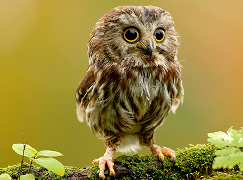 2/2a18d353222c7921e321fec4e6b7b83372bf85/animal-hidden-stars.jpg