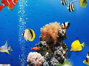 2/7d92b2feb87f8b1e43efaf6208c779f11565fc/sea-underwater-difference.jpg