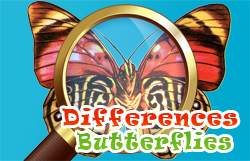2/931c63dec253257d0ca1ce36c341c280606801/differences-butterflies.jpg