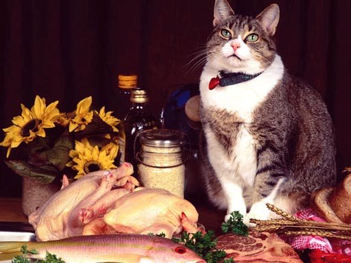 5/68e67bda86765a487685379aa24f96b8b30475/funny-cats-puzzle.jpg