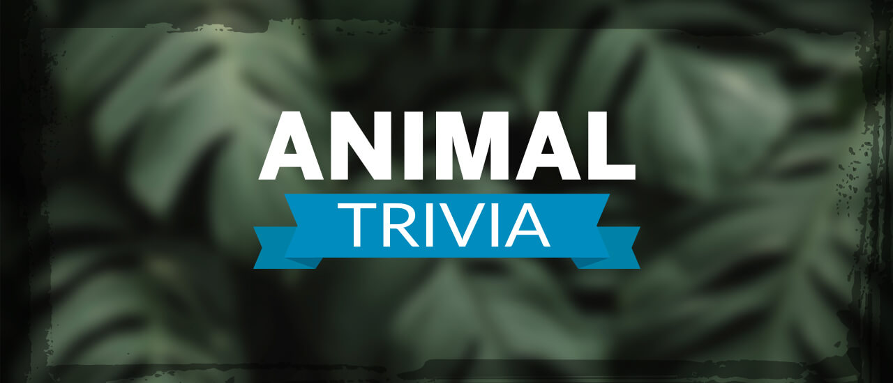 6/337e1cfdc9e2014d52ae2b2b718cebf29a37b6/animal-trivia.jpg