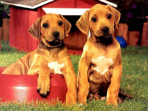6/8fea66ccddee2527b4395a440e1f252053437f/puppy-pairs-puzzle.jpg