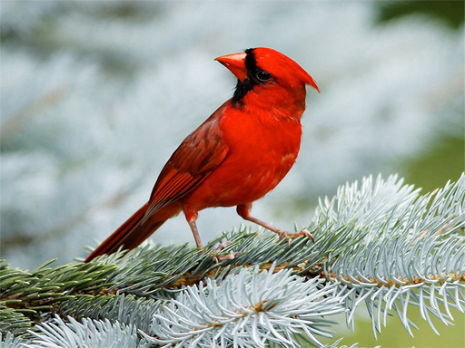 8/1ff1f59a59b2cf09b22651c97ccf6710b8dc52/birds-puzzle.jpg