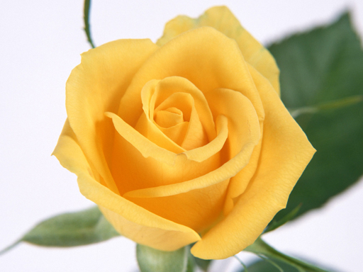 9/1423a7dac96d4b4b2517bf988da7145ec1673d/yellow-roses-puzzle.jpg