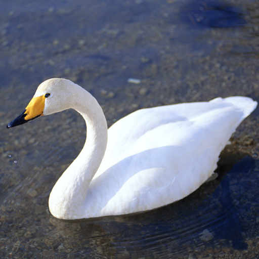 9/7b91e9b1de8610703c05b5d404a63115c04646/graceful-swans-puzzle.jpg