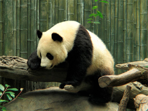 9/89cdecea3f6ea8967a47b9b780b269726093b6/pandas-puzzle.jpg