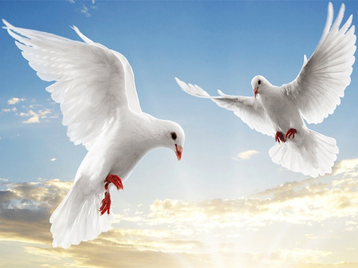9/91c9253c105a0ff7d521a34274d9000afd5c84/flying-birds-slide.jpg