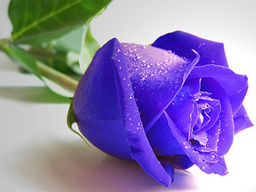 9/dc26a35ee41b914b9d37ee19e6366e904bfebd/blue-roses-puzzle.jpg