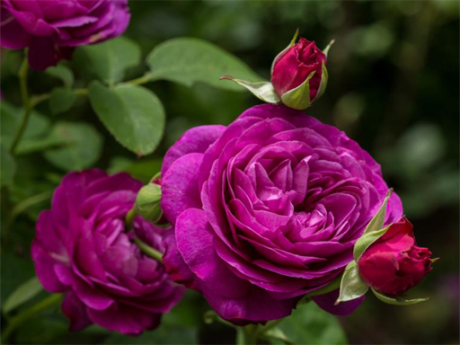 9/ea330a95f99726edd86ed620f190b3ab961a20/purple-roses-puzzle.jpg